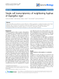 Báo cáo y học: "Single cell transcriptomics of neighboring hyphae of Aspergillus nige"