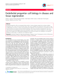 Báo cáo y học: "Endothelial progenitor cell biology in disease and tissue regeneration"