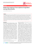 Báo cáo y học: "Molecular imaging of transcriptional regulation during inflammationƠ"