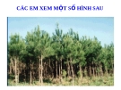 Giáo án điện tử Sinh học lớp 12: Bài 16. Cấu trúc quần thể