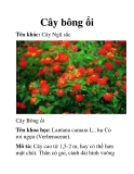 Cây bông ổi