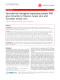 Báo cáo y học: "Virus-derived transgenes expressing hairpin RNA give immunity to Tobacco mosaic virus and Cucumber mosaic virus"