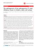 Báo cáo y học: " The pathogenesis of low pathogenicity H7 avian influenza viruses in chickens, ducks and turkeys"
