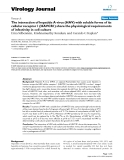 Báo cáo khoa học: "The interaction of hepatitis A virus (HAV) with soluble forms of its cellular receptor 1 (HAVCR1) share the physiological requirements of infectivity in cell culture"