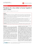 Báo cáo y học: " Prevalence of a virus similar to human hepatitis B virus in swine"