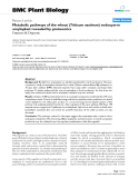 báo cáo khoa học: "  Metabolic pathways of the wheat (Triticum aestivum) endosperm amyloplast revealed by proteomics"