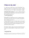 Chăm sóc cây cảnh Cây cảnh là một loại cây trồng. Trồng cây cảnh, trước