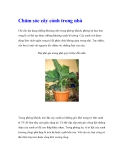 Chăm sóc cây cảnh trong nhà Chỉ cần tận dụng những khoảng nhỏ trong phòng