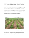 Nên Trồng Những Giống Khoai Tây Nào?