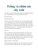 Trồng và chăm sóc cây xoài