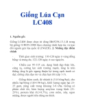 Giống Lúa Cạn LC408