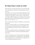 Kỹ thuật trồng và chăm sóc chuối