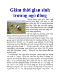 Giảm thời gian sinh trưởng ngô đông