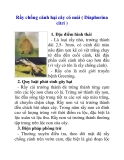 Rầy chổng cánh hại cây có múi ( Diaphorina citri )