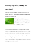 Cách diệt rầy chổng cánh hại hoa nguyệt quới