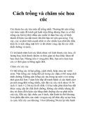 Cách trồng và chăm sóc hoa cúc
