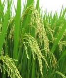 Sổ tay hướng dẫn  phòng trừ rầy nâu truyền bệnh vàng lùn, lùn xoắn lá hại lúa