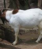 Giống ,công tác giống dê