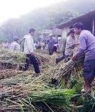 Phơi khô và bảo quản cỏ