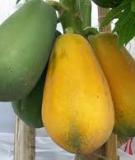 Bí quyết trồng đu đủ thu