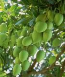 Khắc phục xoài bị ngập nước