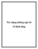 Tác dụng không ngờ từ rễ đinh lăng
