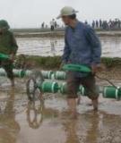 Kỹ thuật gieo sạ mè