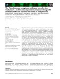 Báo cáo khoa học: The Pseudomonas aeruginosa nirE gene encodes the S-adenosyl-L-methionine-dependent uroporphyrinogen III methyltransferase required for heme d1 biosynthesis