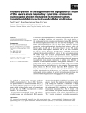 Báo cáo khoa học: Phosphorylation of the arginine/serine dipeptide-rich motif of the severe acute respiratory syndrome coronavirus nucleocapsid protein modulates its multimerization, translation inhibitory activity and cellular localization