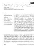 Báo cáo khoa học: A potential mechanism of energy-metabolism oscillation in an aerobic chemostat culture of the yeast Saccharomyces cerevisiae