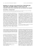 Báo cáo khoa học: Regulation of connective tissue growth factor (CTGF/CCN2) gene transcription and mRNA stability in smooth muscle cells Involvement of RhoA GTPase and p38 MAP kinase and sensitivity to actin dynamics