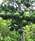 Hướng dẫn nhận biết sâu hại trên cây ăn quả có múi và biện pháp phòng trừ (phần 1)