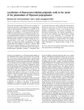 Báo cáo khoa học: Localization of ﬂuorescence-labeled poly(malic acid) to the nuclei of the plasmodium of Physarum polycephalum