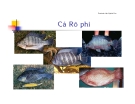 Cá rô phi