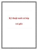 Kỹ thuật nuôi cá bóp (cá giò)