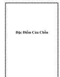 Đặc Điểm Của Chồn