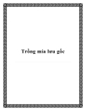 Trồng mía lưu gốc