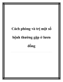 Cách phòng và trị một số bệnh thường gặp ở lươn đồng