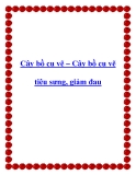 Cây bồ cu vẽ – Cây bồ cu vẽ tiêu sưng, giảm đau