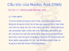 Cấu trúc của Nucleic Acid (DNA)