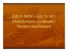 Bài giảng Giun móc - Giun mỏ (Ancylostoma duodenale / Necator americanus)