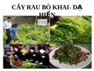 Bài giảng Cây rau bò khai - dạ hiến
