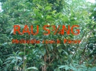 Bài giảng Cây rau sắng