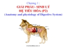 Bài giảng Chương 1: Giải phẩu  - Sinh lý hệ tiêu hóa (P2)