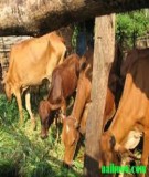 Sản xuất thức ăn cho trâu bò trong vụ Đông
