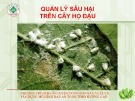 Chương trình huấn luyện nông dân sản xuất và xây dựng mô hình rau an toàn theo hướng GAP: Quản lý sâu hại trên cây họ đậu