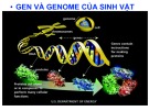 Bài giảng Sinh học phân tử - Chương 3: Cấu trúc gen và hệ gen của sinh vật