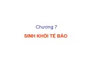Bài giảng Vi sinh vật thực phẩm - Chương 7: Sinh khối tế bào