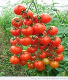 Chế phẩm sinh học Exin - Phytoxin VS