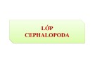 Bài giảng Cổ sinh vật học - Chương 8C: Lớp Cephalopoda